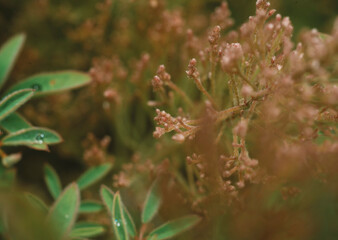 a flower macro 