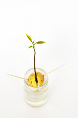 Avocado seed sprouting in water with a growing stem and leaves, supported by toothpicks in a glass jar, DIY plant propagation.. Isolated on white background. Copy space.