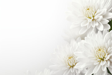 A soft white chrysanthemums with a black ribbon border against a natural background designed for condolence card