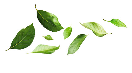 Fototapeta premium A collection of green leaves, seemingly floating in mid-air, with a black background.