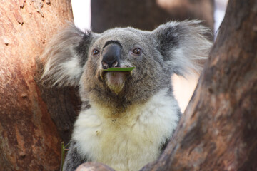 wild koala (Phascolarctos cinereus) eating eucalyptus leaves in lush green coastal bush forest at Kennett River along the Great Ocean Road near the Otways in Victoria, Australia