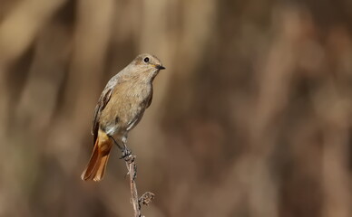 Obraz premium Common redstart on branch, Phoenicurus phoenicurus, birds of Montenegro 