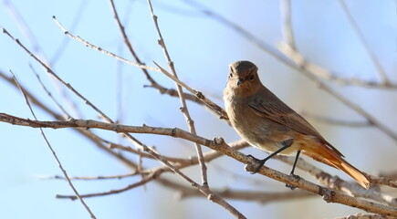Common redstart on branch, Phoenicurus phoenicurus, birds of Montenegro	