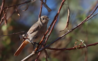 Common redstart on branch, Phoenicurus phoenicurus, birds of Montenegro	