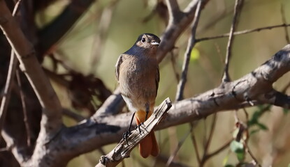 Common redstart on branch, Phoenicurus phoenicurus, birds of Montenegro	