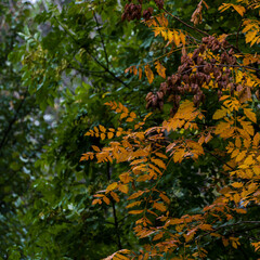 Plants in the forest in autumn time