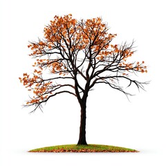 A solitary tree showcasing vibrant autumn leaves against a white isolated background, symbolizing the beauty of nature in fall. on a white background