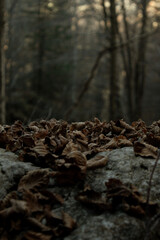 foglie sul masso