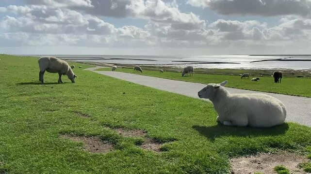 Schafe auf Sylt