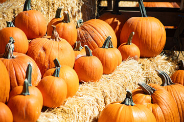 Pumpkins at the pumpkin patch on a beautiful day in October at the pumpkin patch