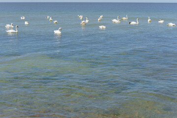 White swans swimming by the shore of the open sea