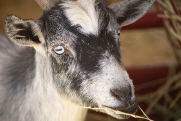 Petting zoo goat at the pumpkin patch in October