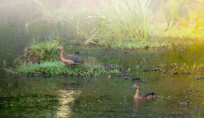 lesser whistling duck (Dendrocygna javanica), or Indian whistling duck 