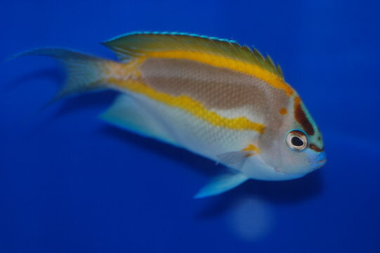 Bellus Angelfish, Ornate Angelfish (Genicanthus bellus)