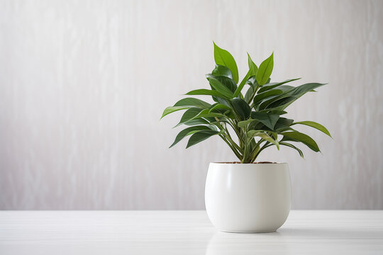 A glossy green leaves plant in a simple white poton on soft natural light background, a fresh, natural element to any indoor environment.