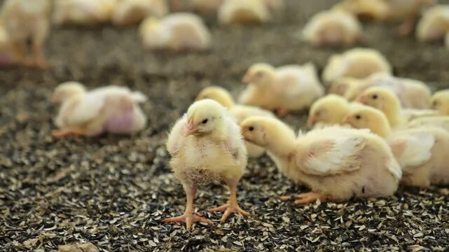 Adorable little fair chicks stand at the cover of sunflower seed coats. Close up. Poultry grown at factory. Blurred backdrop.
