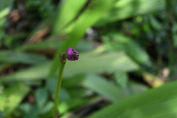 A view of a purple orchid flower bud that is about to bloom with small black ants on top