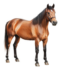 Obraz premium PNG Beautiful brown horse standing with graceful pose