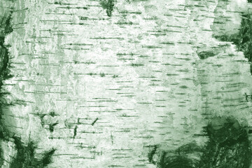pattern of birch bark with black birch stripes