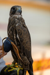 Portrait for hawks or falcon Qatar 2024