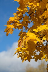 yellow maple leaves against a blue sky