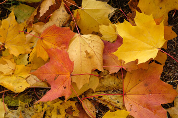 autumn yellow maple leaves on the ground