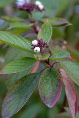 plants with green burgundy leaves close up