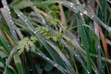 drops of dew on the grass