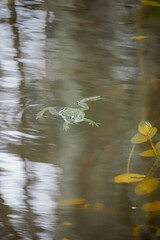 Green frog floating and resting in the water with leafs round it, Latvia, vertical