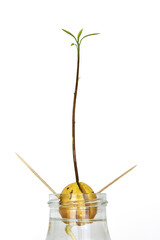 Avocado seed sprouting in water with a growing stem and leaves, supported by toothpicks in a glass jar, DIY plant propagation.. Isolated on white background. Copy space.