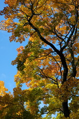autumn trees in the park