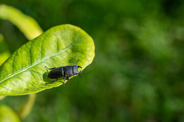 Beetle on a green leaf