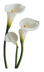 PNG Elegant calla lilies on a white background