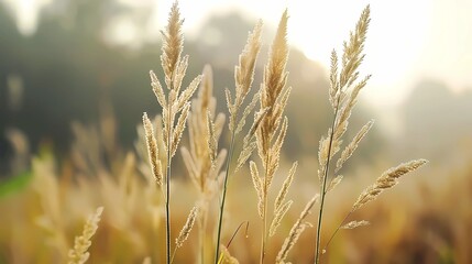spikes of grass