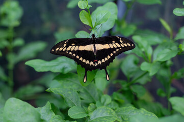 Swallowtail butterfly on a green leaf