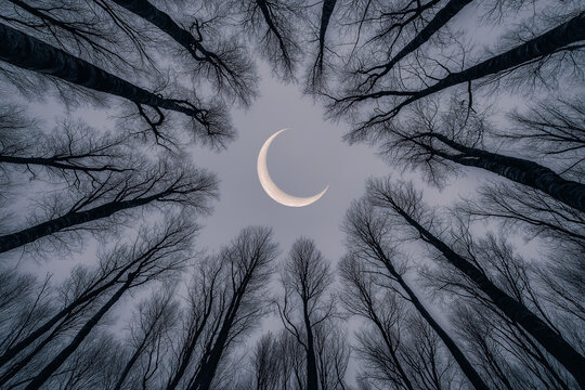 Sch&ouml;ner Blick durch B&auml;ume auf den Mond in der Nacht

