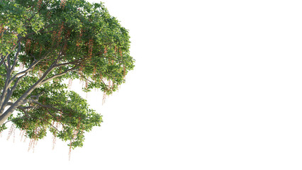 Barringtonia acutangula  tree corner 4k png cutout isolate