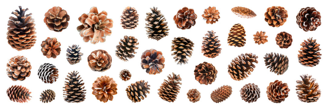 Set of isolated pinecones on a transparent background for ornamental Christmas and New Year party decoration elements.