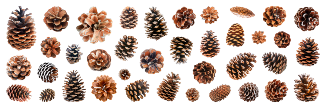 Set of isolated pinecones on a transparent background for ornamental Christmas and New Year party decoration elements.