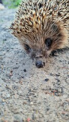 hedgehog's mouth
