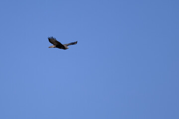 Falcon soaring in the blue sky. Clear sky