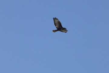 Falcon soaring in the blue sky. Spreading wings. Clear sky