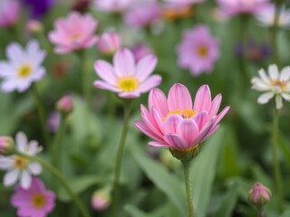 A vibrant pink flower with delicate petals and a fresh green stem, bloom, flora
