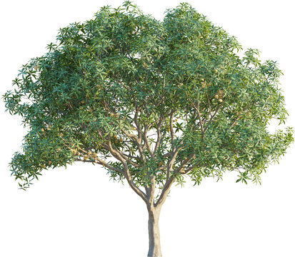 Pouteria lucuma, eggfruit tree front 4k png cutout isolate