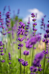 Obraz premium Close-up of a lavender flower.