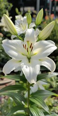 Fototapeta premium Ethereal Lily Blossom in Full Bloom: Nature's Delicate White Flower Petals