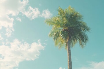Tropical Heaven: Majestic Palm Tree Silhouetted Against Vibrant Sky