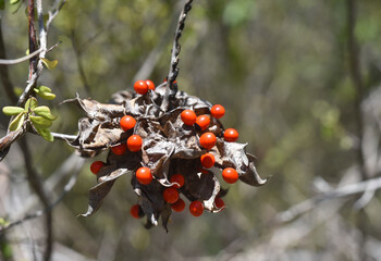  Abrus precatorius seed, close up
