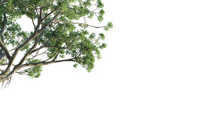 Ficus tree corner 4k png cutout isolate