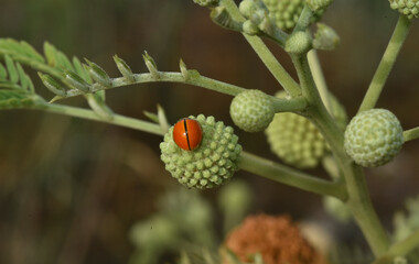 ladybird on a flower